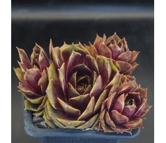 Sempervivum ROUGE