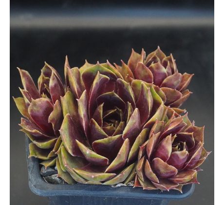 Sempervivum ROUGE