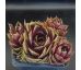 Sempervivum ROUGE