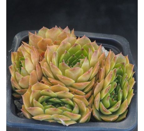 Sempervivum SEVERA