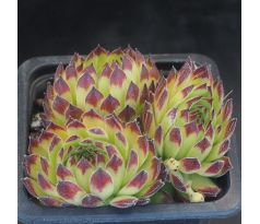 Sempervivum SHIRLEY TEMPLE