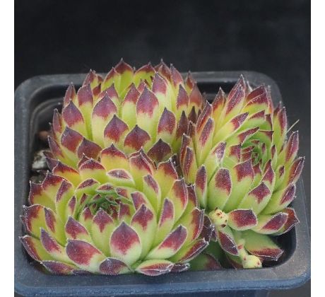 Sempervivum SHIRLEY TEMPLE