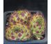 Sempervivum SHIRLEY TEMPLE