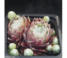 Sempervivum ZILVER SUZANNA