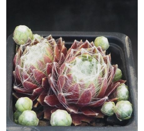Sempervivum ZILVER SUZANNA