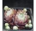 Sempervivum ZILVER SUZANNA