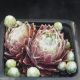 Sempervivum ZILVER SUZANNA