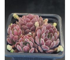 Sempervivum BELLEKIN