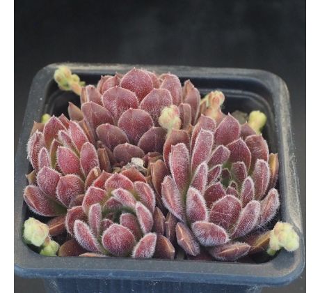 Sempervivum BELLEKIN