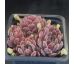 Sempervivum BELLEKIN