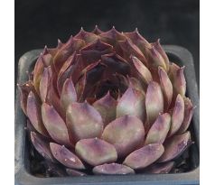 Sempervivum SODALIT