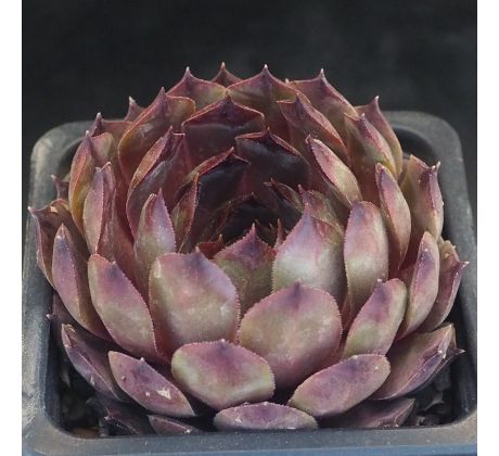 Sempervivum SODALIT