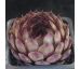 Sempervivum SODALIT