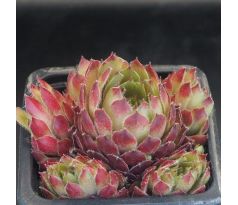 Sempervivum SONO