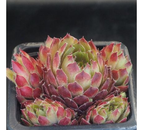 Sempervivum SONO