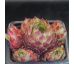 Sempervivum SONO