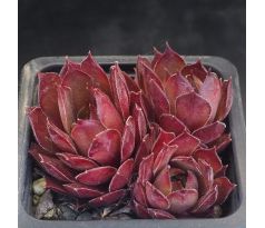 Sempervivum SUEN