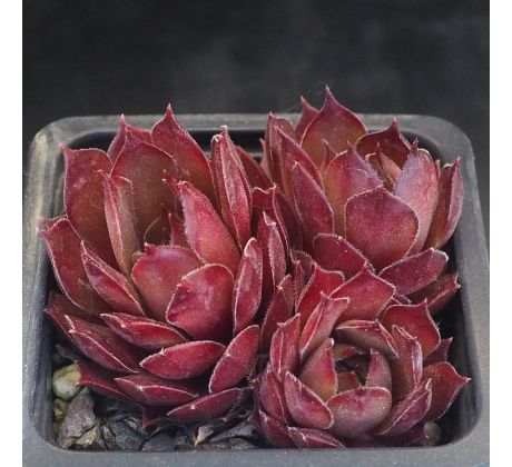 Sempervivum SUEN