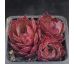 Sempervivum SUEN