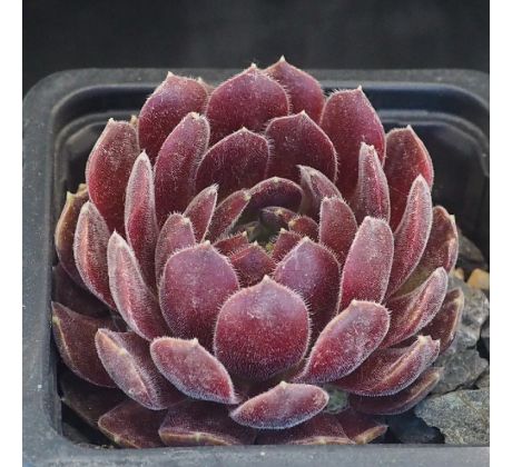 Sempervivum SUKI