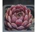 Sempervivum SUKI