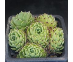 Sempervivum SWEET LIME GIRL