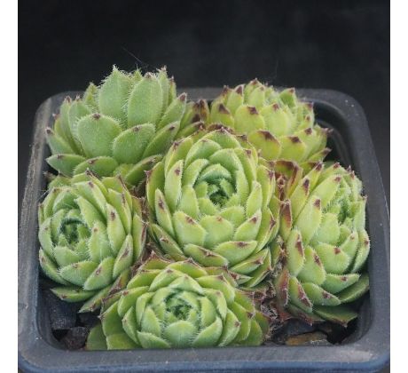 Sempervivum SWEET LIME GIRL