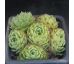 Sempervivum SWEET LIME GIRL