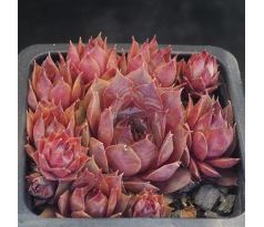 Sempervivum TENBURY