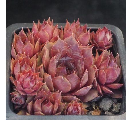Sempervivum TENBURY
