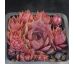 Sempervivum TENBURY