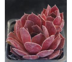 Sempervivum THORS HAMMER