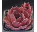 Sempervivum THORS HAMMER