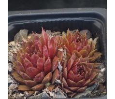 Sempervivum TICINO