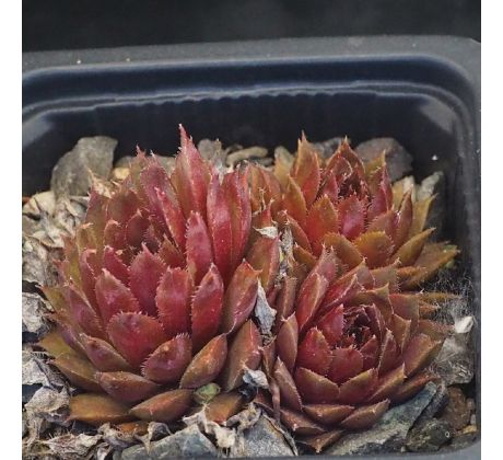 Sempervivum TICINO
