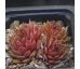 Sempervivum TICINO