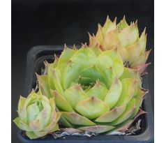 Sempervivum TIMMY