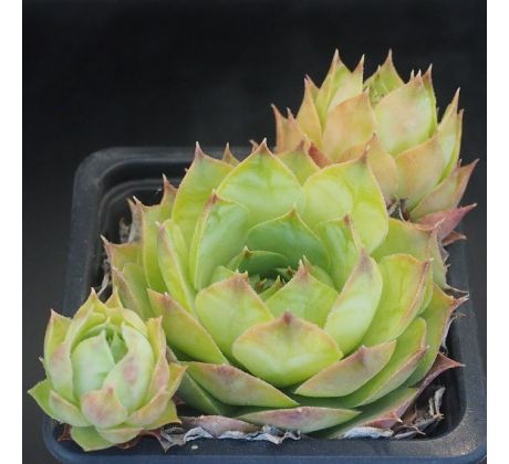 Sempervivum TIMMY