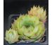 Sempervivum TIMMY