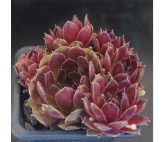 Sempervivum TONI