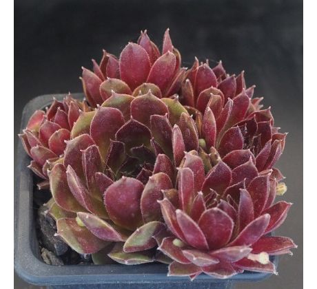 Sempervivum TONI
