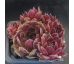 Sempervivum TONI
