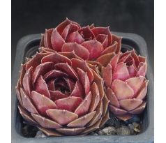 Sempervivum TURMALIN