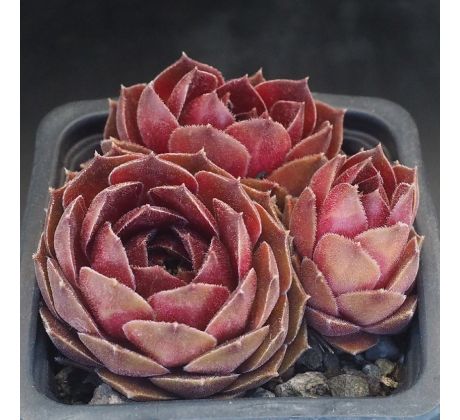 Sempervivum TURMALIN
