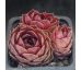 Sempervivum TURMALIN