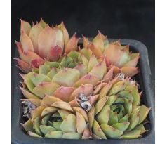 Sempervivum UFO