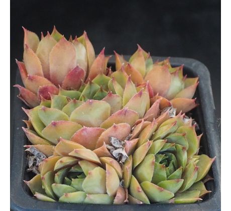 Sempervivum UFO