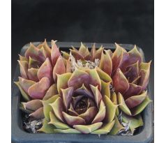 Sempervivum ROSE PARADE