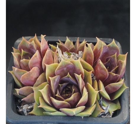 Sempervivum ROSE PARADE