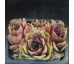 Sempervivum ROSE PARADE
